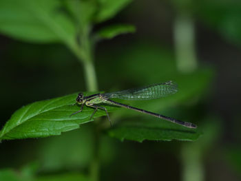 Close-up of grasshopper on leaf