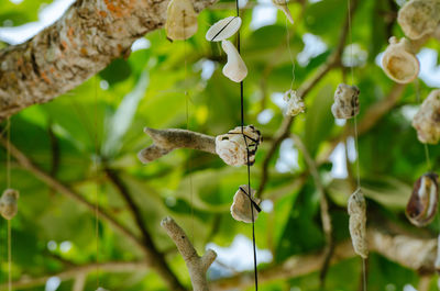 Close-up of a bird on branch