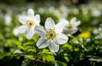 Close-up of white flowering plant