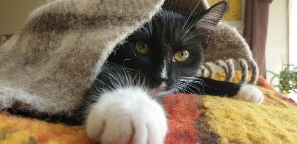 Close-up portrait of a cat