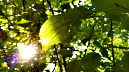 Close-up of green leaves