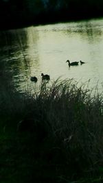 Swans swimming in lake