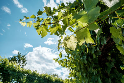 Low angle view of tree against sky