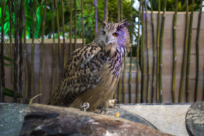 Portrait of owl in zoo