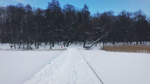 Trees on snow covered landscape