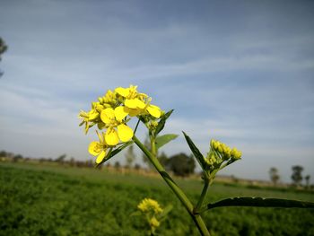 Close-up of fresh yellow flowers blooming in field