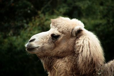 Close-up of animal looking away