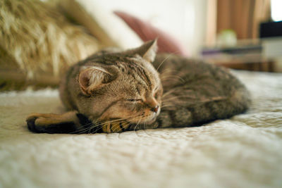 Close-up of cat lying on bed at home