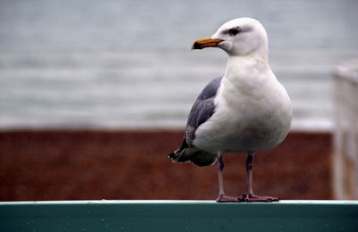 Close-up of seagull perching on railing