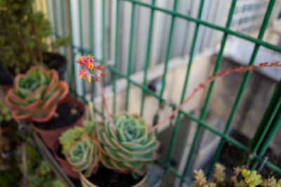 Close-up of cactus plant in yard