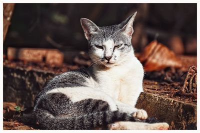 Close-up of a cat