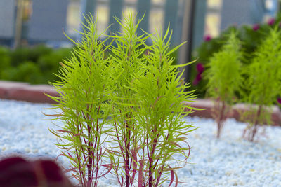 Close-up of succulent plant