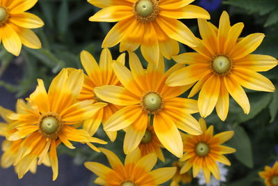 Close-up of yellow flowers