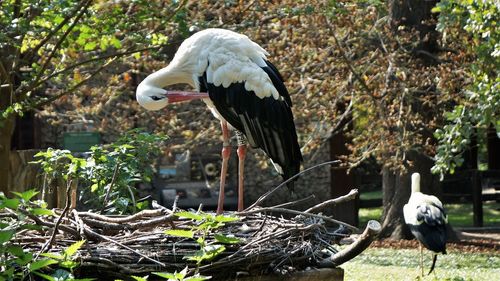 Bird perching on a tree