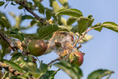 Low angle view of fruits on tree against sky