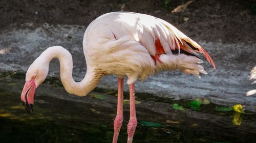 Close-up of duck drinking water