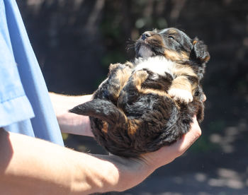 Close-up of hand holding dog