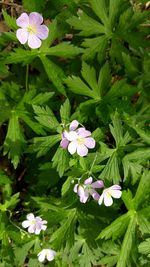 High angle view of flowers blooming outdoors