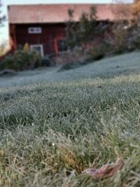 Close-up of grass growing on field