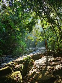 Plants and trees by river in forest