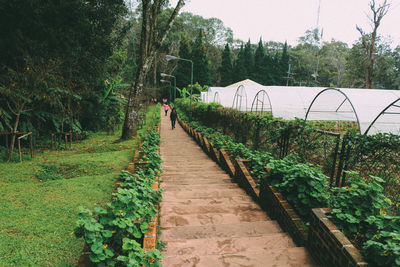 Man walking on footpath amidst trees