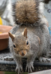 Close-up of squirrel