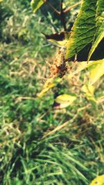 Close-up of insect on plant