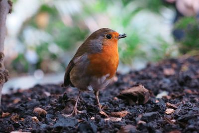 Close-up of a robin bird
