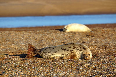 View of crab on beach