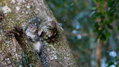 Close-up of squirrel on tree trunk