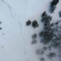 Trees on snow covered field