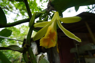 Close-up of yellow flower