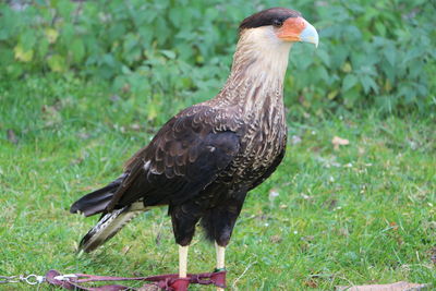 Close-up of a bird on field