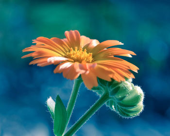 Close-up of orange flowering plant