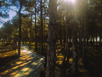 Sunlight streaming through trees in forest