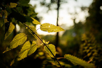 Close-up of leaves on plant