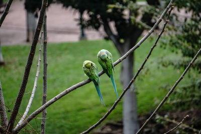 Close-up of snail on tree