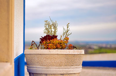 Close-up of potted plant against blue sky