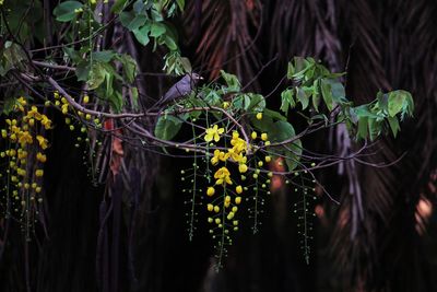 Close-up of yellow flowering plants hanging on plant