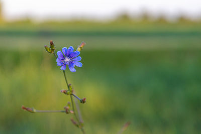 Close-up of purple flowering plant in field