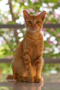 Portrait of cat sitting outdoors