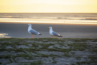 Seagull perching on beach