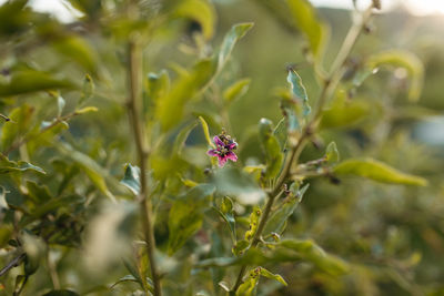 Close-up of flowering plant on field