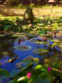 Close-up of pink flower in pond