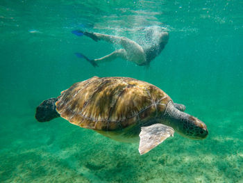 Turtle swimming in sea