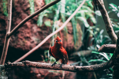 Bird perching on branch