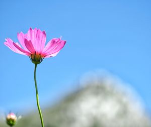 Close-up of pink flower against blue sky