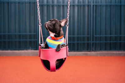 Rear view of french bulldog in swing in playground