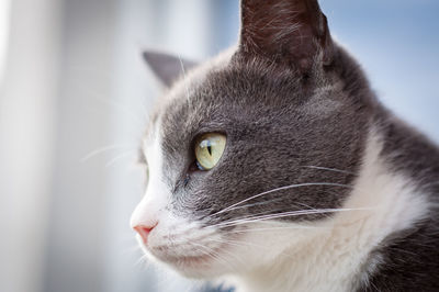 Close-up of cat looking away