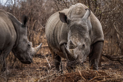 Two horned white rhinoceros in dry grass in kruger national park south africa 